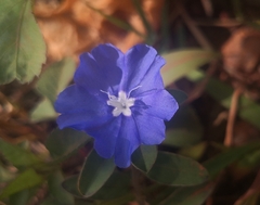 Evolvulus glomeratus