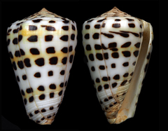 Conus eburneus