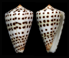 Conus eburneus