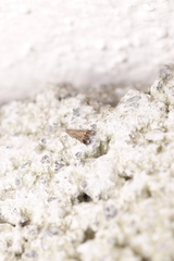 Tricyanaula aurantiaca