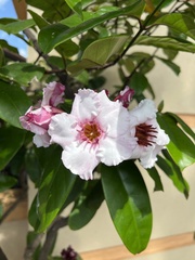 Camellia sasanqua
