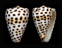 Conus eburneus