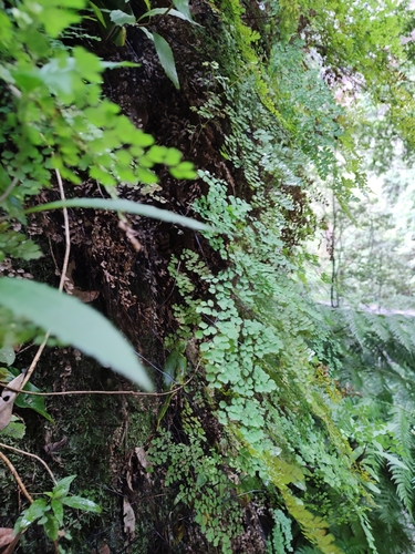 Adiantum raddianum image