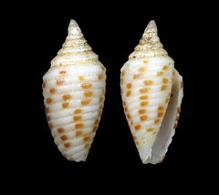 Conus eburneus
