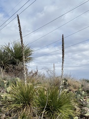 Dasylirion texanum