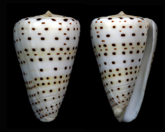 Conus eburneus