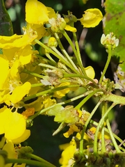 Stigmaphyllon floribundum