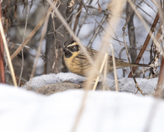 Prunella atrogularis