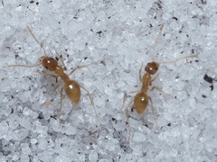 Nylanderia phantasma