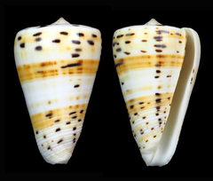 Conus eburneus