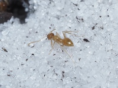 Nylanderia phantasma