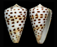 Conus eburneus