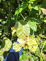 Stigmaphyllon floribundum