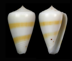 Conus eburneus