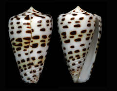 Conus eburneus