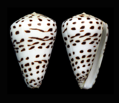 Conus eburneus