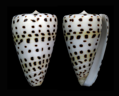 Conus eburneus