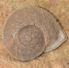 Iberus gualtieranus gualtieranus