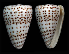 Conus eburneus