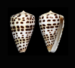 Conus eburneus