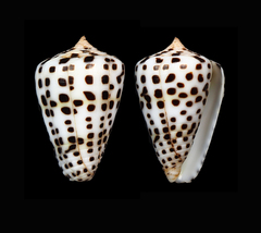 Conus eburneus