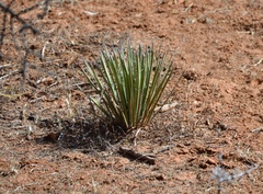 Yucca angustissima