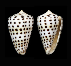 Conus eburneus