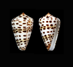 Conus eburneus