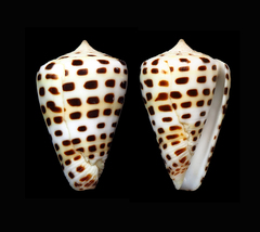 Conus eburneus
