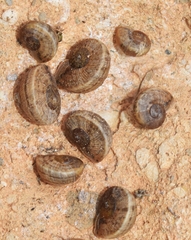 Iberus gualtieranus gualtieranus