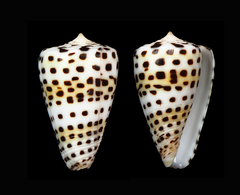 Conus eburneus