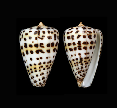 Conus eburneus