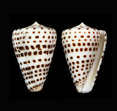 Conus eburneus
