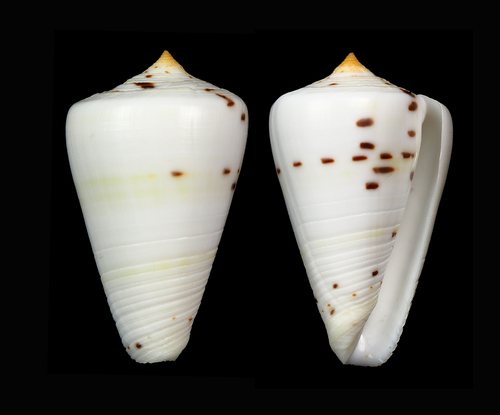 Conus eburneus observed 2005-04-26