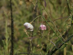 Oxystelma esculentum