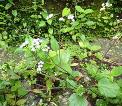 Fleischmannia pycnocephala