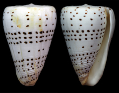 Conus eburneus