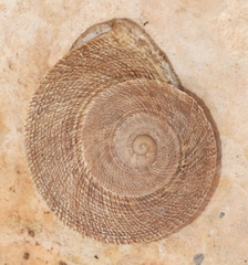 Iberus gualtieranus gualtieranus