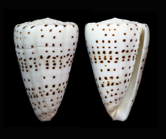 Conus eburneus