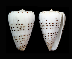 Conus eburneus