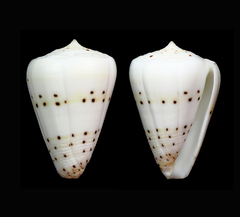 Conus eburneus