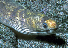 Gymnothorax chilospilus