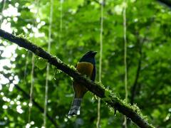 Trogon
