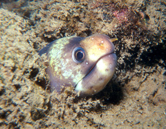 Gymnothorax chilospilus