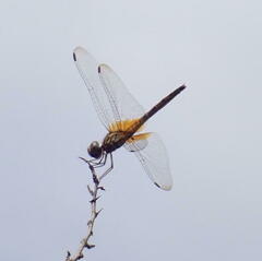 Trithemis