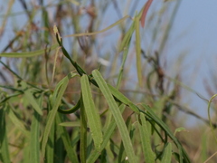 Oxystelma esculentum