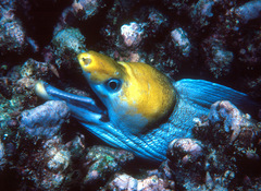 Gymnothorax rueppelliae
