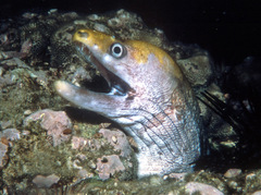 Gymnothorax rueppelliae
