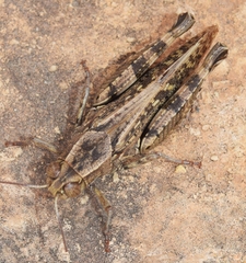 Calliptamus barbarus