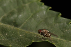 Drosophilidae